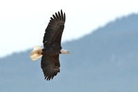 Eagle Soars