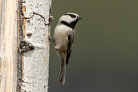 Mountain Chickadee