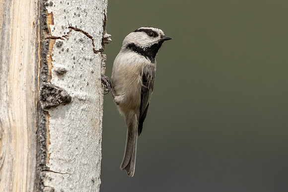 Mountain Chickadee