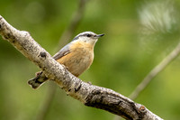 Red-breasted Nuthatch