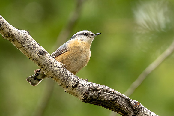 Red-breasted Nuthatch
