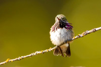 Calliope Hummingbird 2