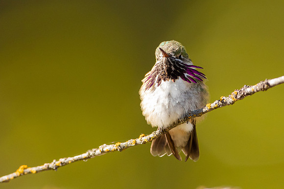 Calliope Hummingbird 2