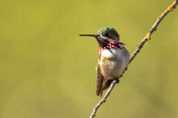 Calliope Hummingbird