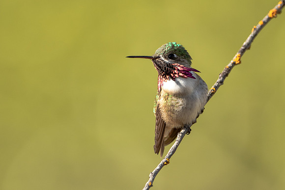 Calliope Hummingbird