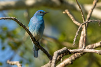 Mountain Bluebird