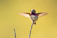 Flutter