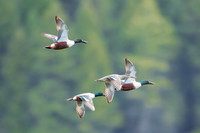Northern Shovelers