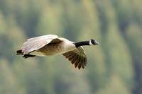 On The Wing