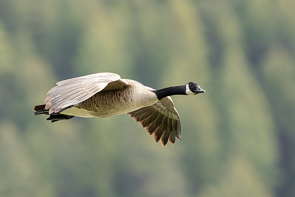On The Wing