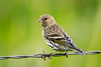 Pine Siskin (Northern)