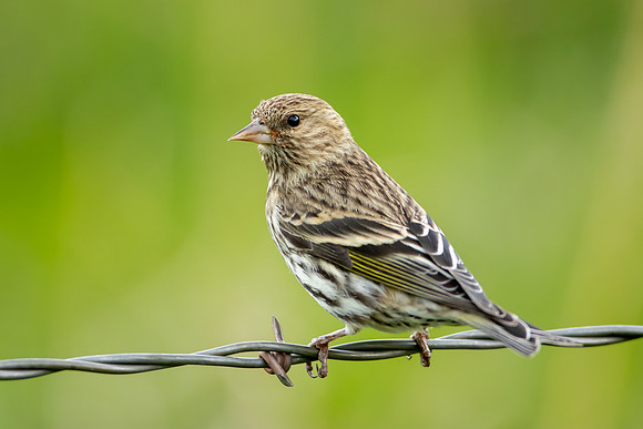 Pine Siskin (Northern)