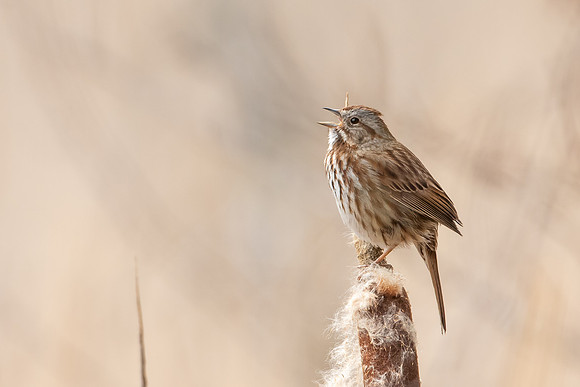 Song Sparrow Singing