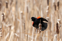 Red-winged Blackbird