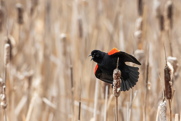 Red-winged Blackbird