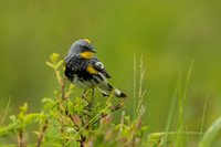 Yellow-rumped Warbler