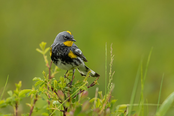 Yellow-rumped Warbler