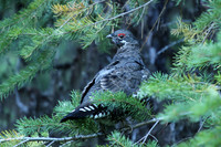 Spruce Grouse in Tree