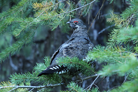 Spruce Grouse in Tree