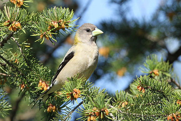 Evening Grosbeak (Grey)