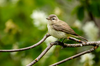 Warbling Vireo