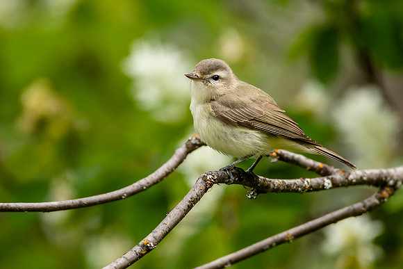 Warbling Vireo