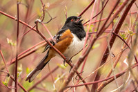 Spotted Towhee Gallery