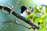 Spotted Towhee