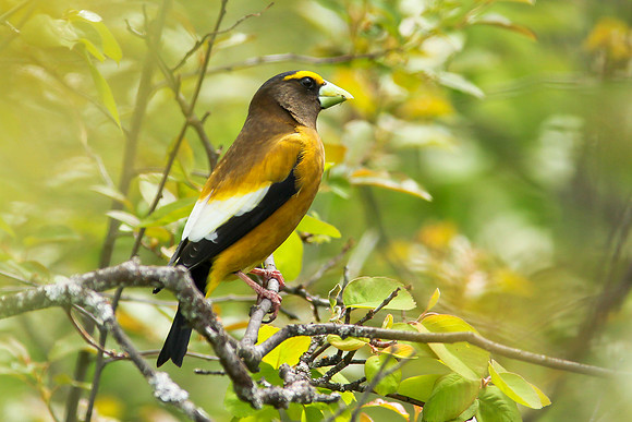 Evening Grosbeak in a Tree