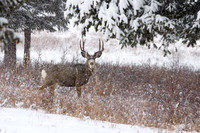 Heavy Snow