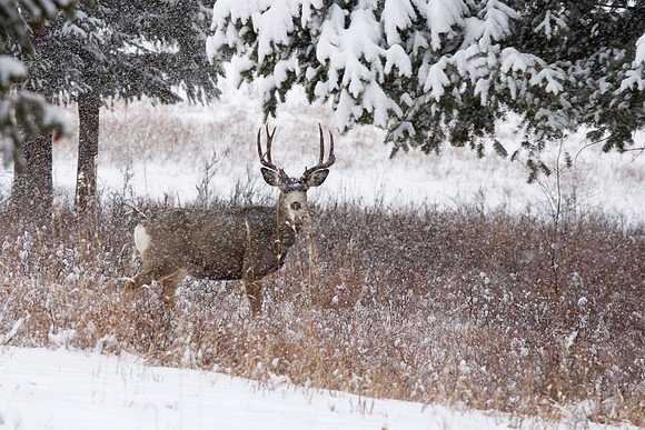 Heavy Snow