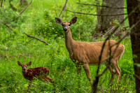 Whitetail Doe with Fawn