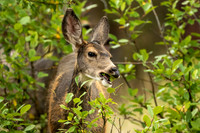 Mule Deer Doe Munching on Leaves