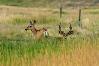 Female Mule Deer With Buck