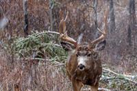 Mule Deer Buck Closeup