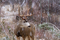 Mule Deer Caught in Storm