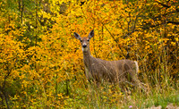 Whitetail Doe in the Fall