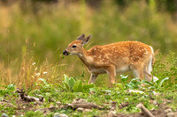 Fawn Feeding