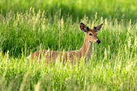 Young Whitetail Buck