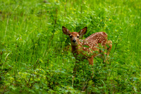 Fawn Checking on Me