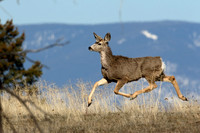 Trotting
