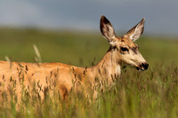 Deer in the Grass