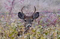 Whitetail Deer Peeking