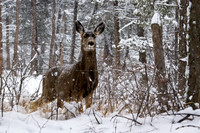 Mule Deer Doe In Heavy Snow