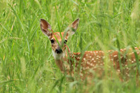 Fawn in the Grass