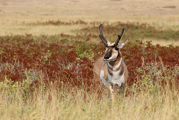 Pronghorn