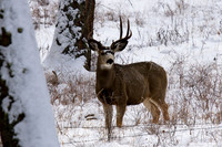 Mule Deer Buck in the Snow