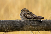 Common Nighthawk