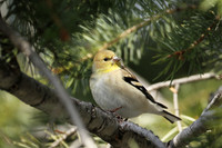 American Goldfinch Gallery