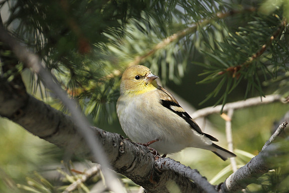 American Goldfinch